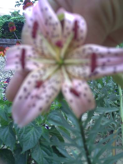 vivaldi - GRADINA-2009