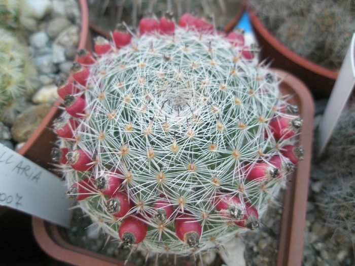 Mammillaria - 15.09