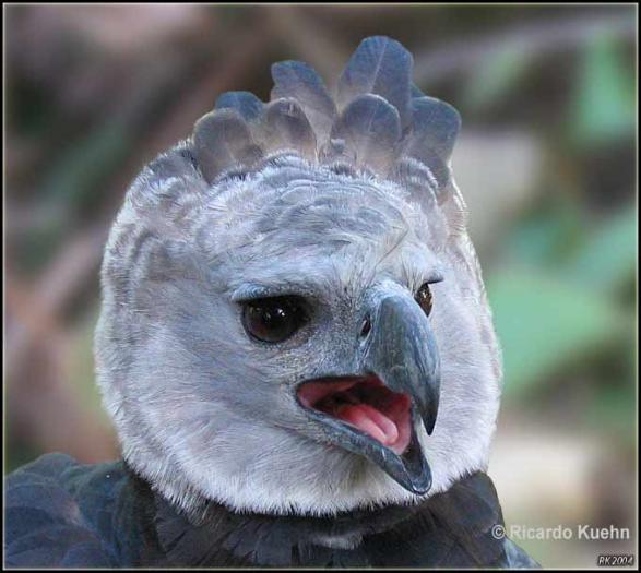 Harpy-Eagle1[1] - PASARI