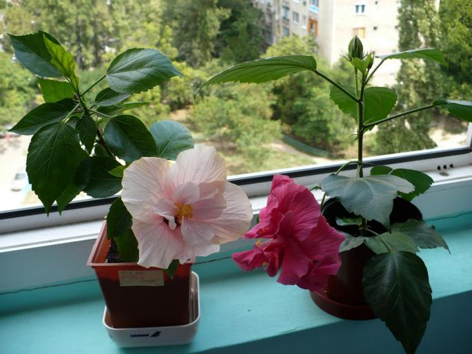 P1030737 - Hibiscusi