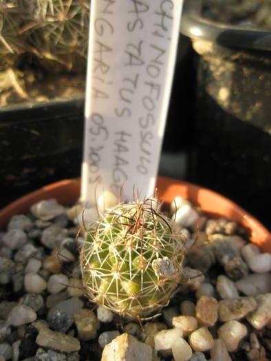 Echinofossulo hastatus - Echinofossulocactus