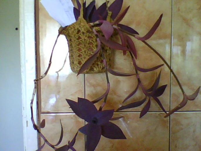 tradescantia pallida