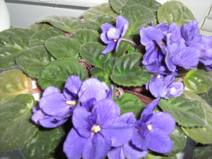 floricele 071; violeta
