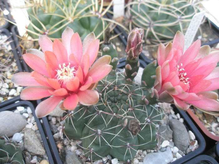 Gymnocalycium flori portocalii, dar la inceput sunt roz - 14.07 - flori in ziua de 14-07-2009