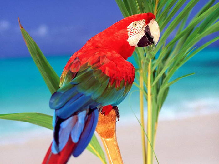 Imagini cu Animale Mici Wallpaper Desktop cu Pasari; papagal vorbitor
