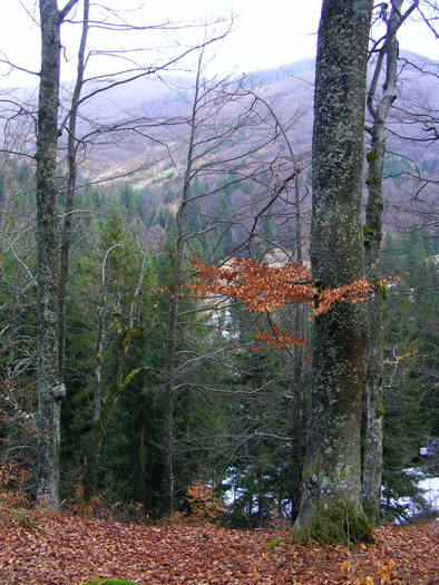 Pod Cires - turul Maramuresului