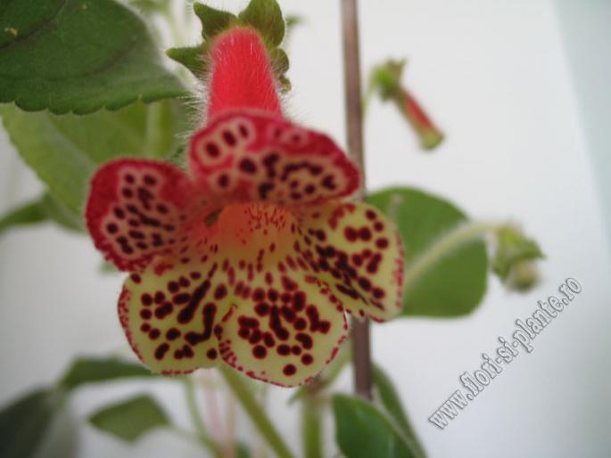 Kohleria n 3