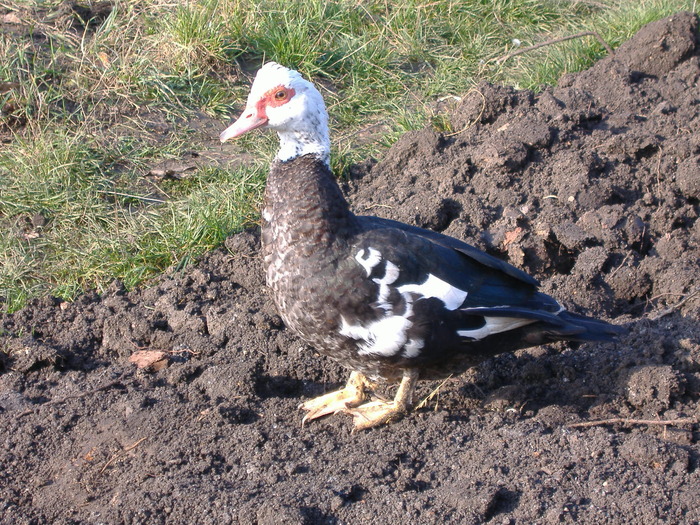 DSCF6163 - Rata leseasca - Cairina moschata