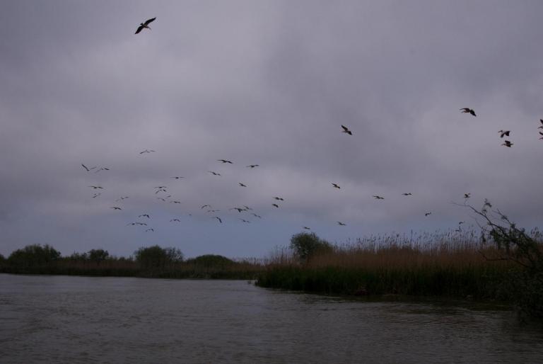 2008-05-03- (042) - poze delta dunarii