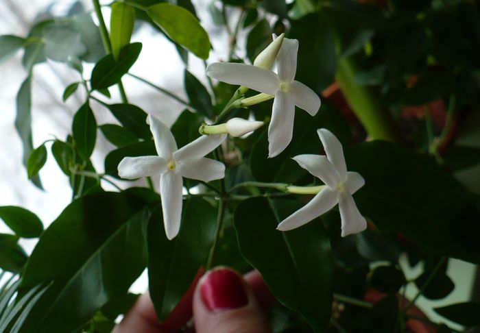 6 ian 2010 - Iasomie de camera - Jasminum