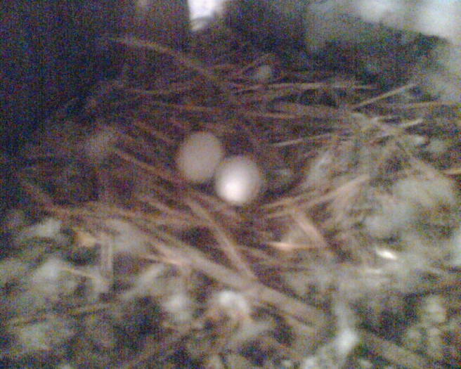 Imag004 - primele oua 02-03-2009