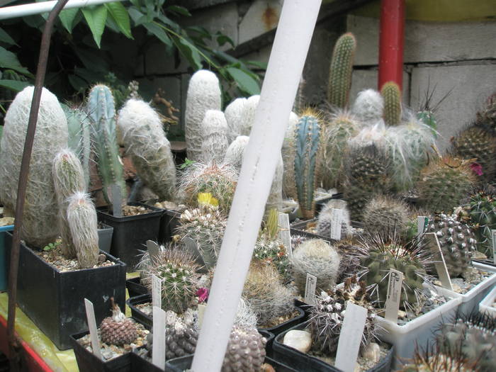 P6010085 - plantele lui George Nitu