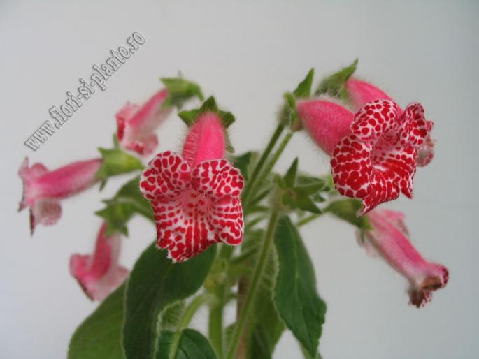 Kohleria Monte Friendship 6