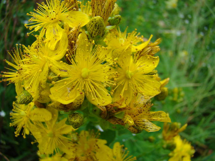 DSC03921 - Concediu 2009