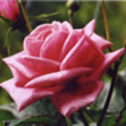 trandafir87 - trandafiri