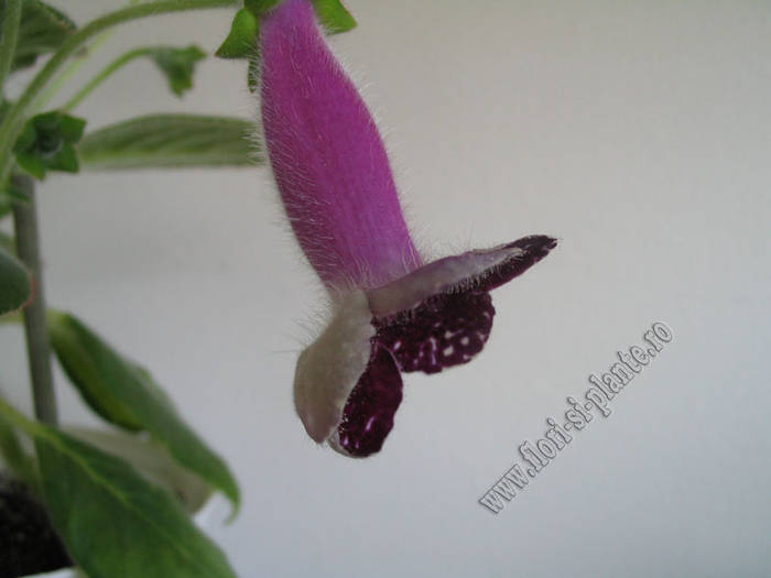 Kohleria Karl Lindberg 1 - KOHLERIA I