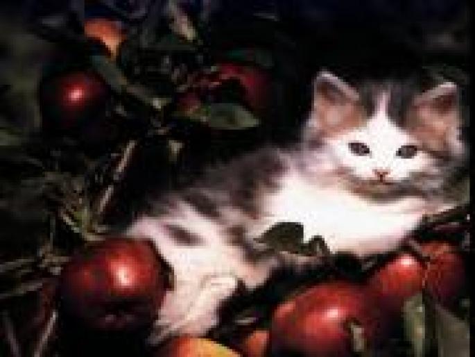 CATS24 - animale si flori