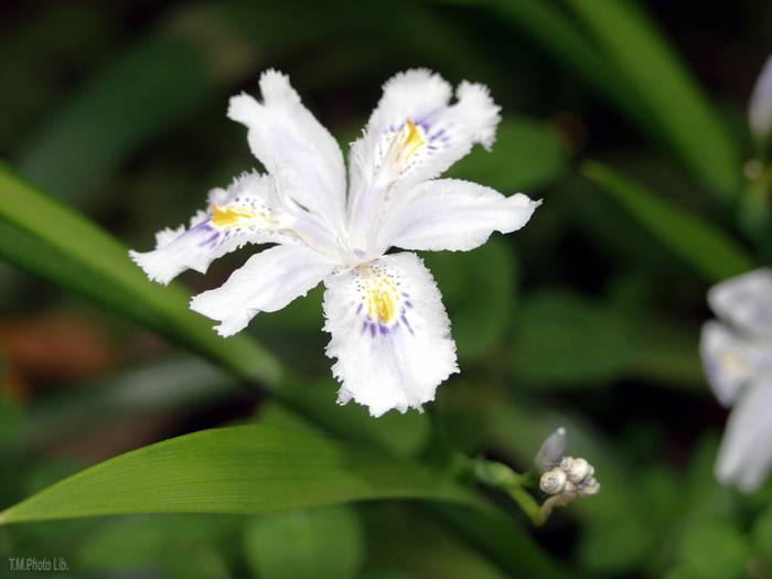 IRIS JPQ1 - IRIS JAPONICA FLOWERS