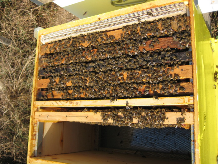 IMG_0179 - Stupina personala in 2009