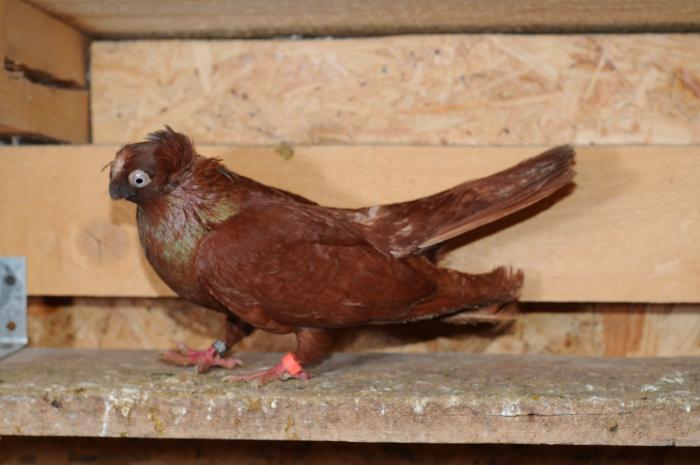 DSC_9903 - jucatori dublumotati calarasi 2008