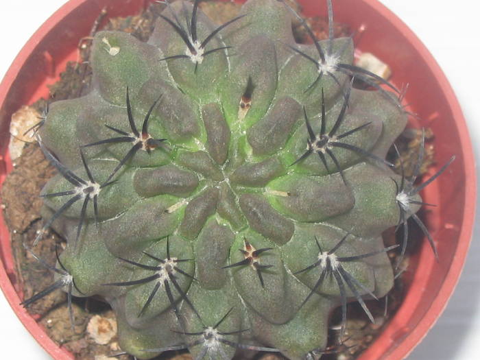 Neoporteria paucicostata - iulie 2009 - Cactusi