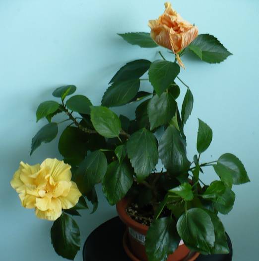 P1130979 - HIBISCUSI