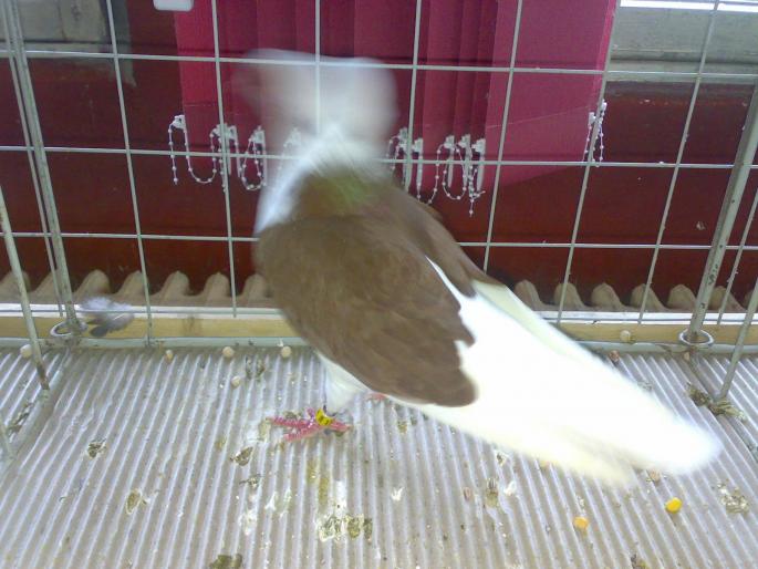 severin 34 - 1504 Expo Sibiu 2008