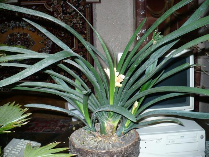 P1010534 - plante de interior 2008