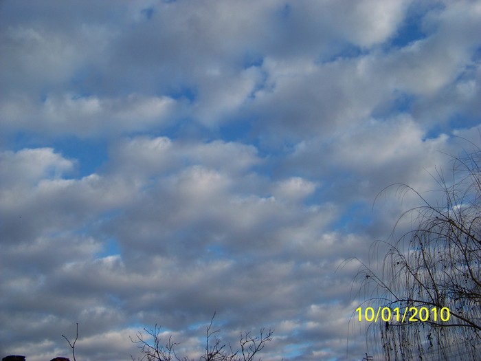 100_8981 - Cer Flori Pasari