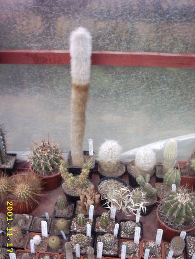 cactusi