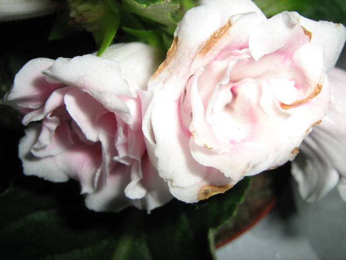 gloxinie - floricele