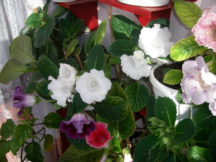 Gloxinii - Flori - 2009