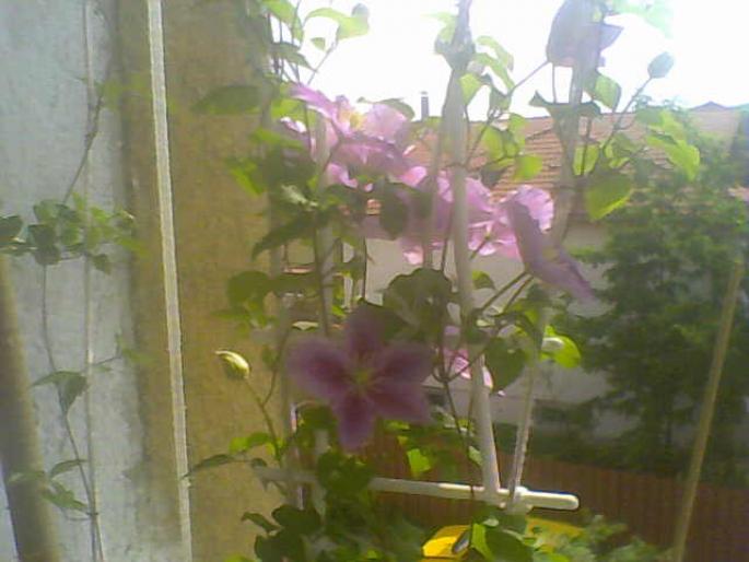 19-05-08_105216; clematis
