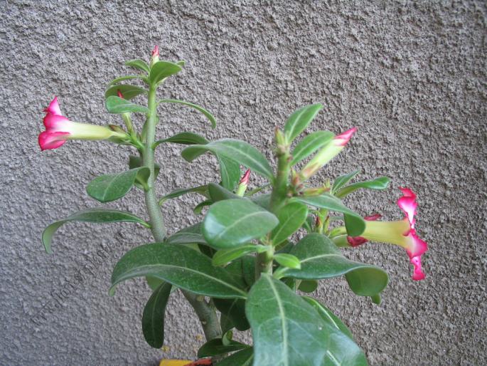 Adenium obesum 15