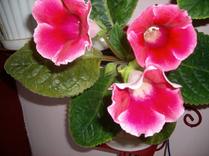 Gloxinie roz simplu - Flori - 2009