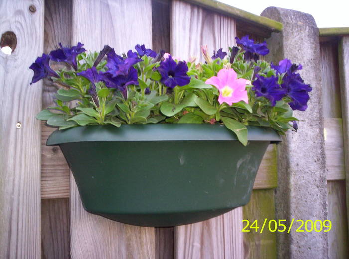 petunii 24 mai 2009