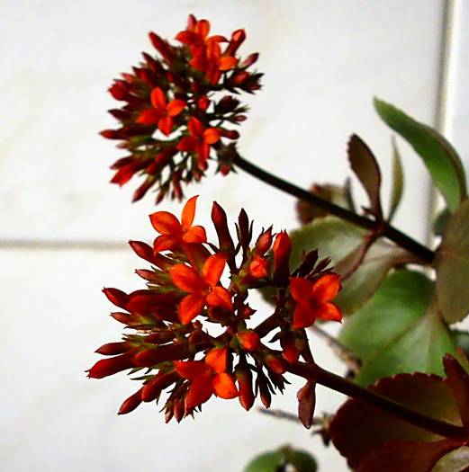 Kalanchoe blossfeldiana - Suculente