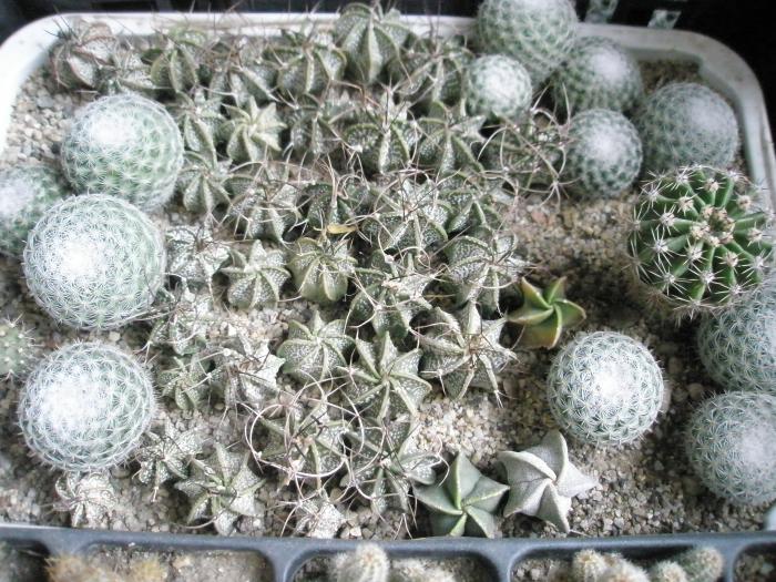 Astrophitum la casoleta mare - cactusi la iernat 2008-2009