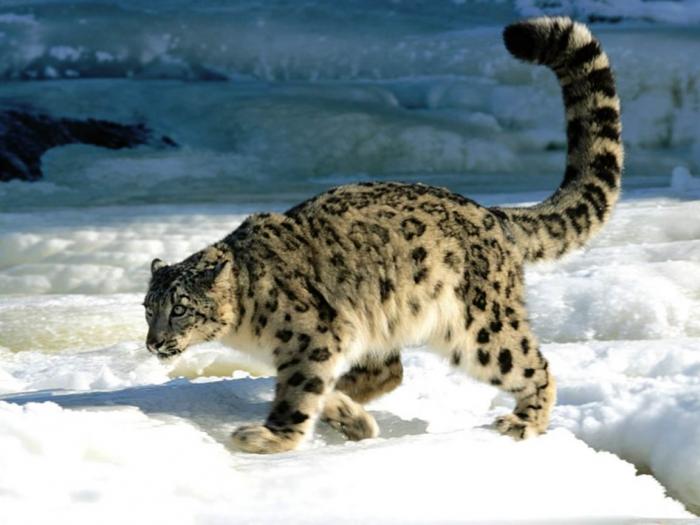 Calculation, Snow Leopard - leoparzi si tigri