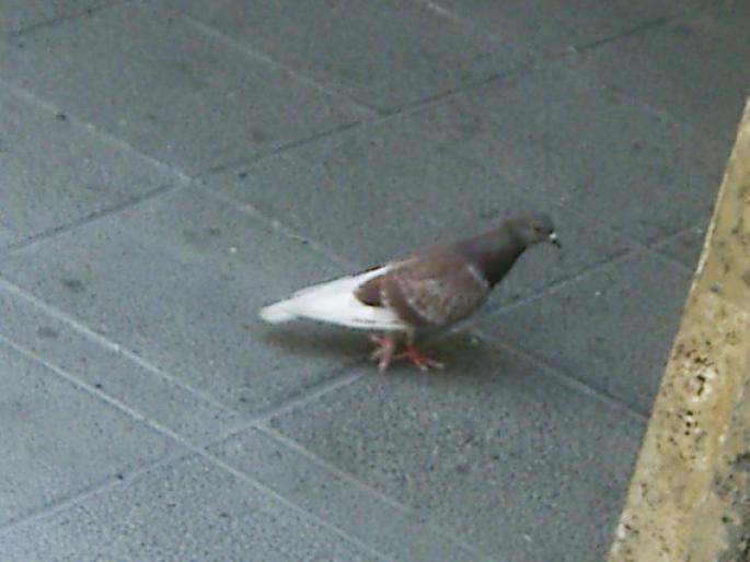 Picture 266 - 18c Bucuresti