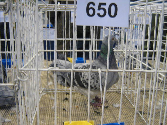 2009 003