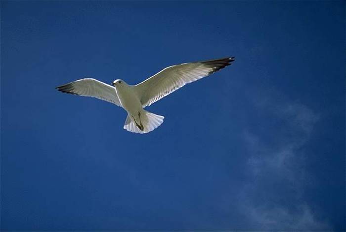 GULL