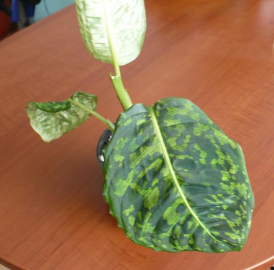 Dieffenbachia Reflector - Plante verzi - decorative prin frunzis 2009 - 2010