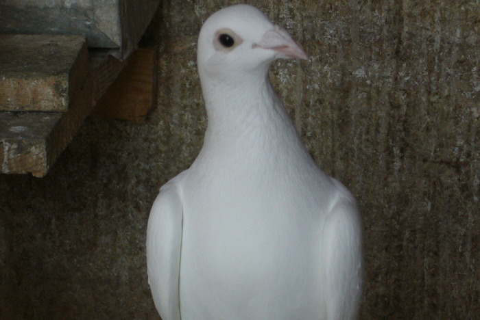 import hung ( kovacs gyorgy)