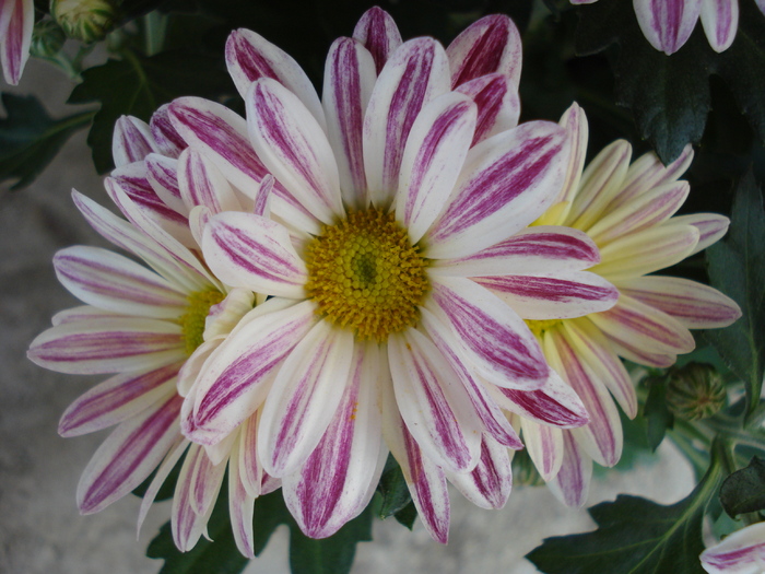 Chryanthemum (2009, Sep.25)