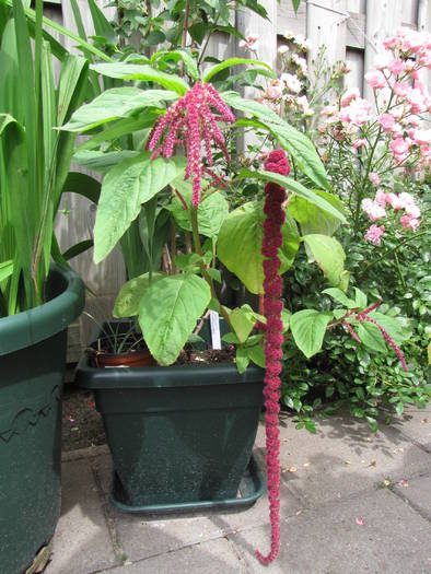 Amaranthus 26 iul 2009