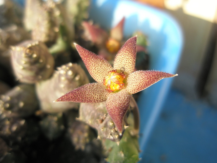 Piaranthus foetidus - floare - Asclepidiacee 2009