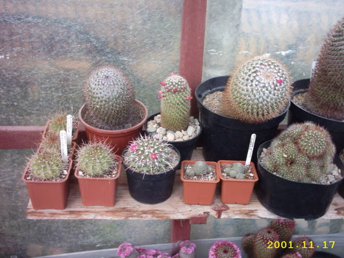 cactusi