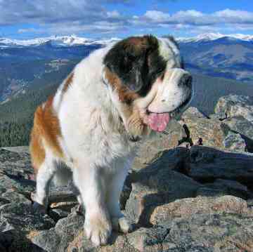 saint bernard (Simba)