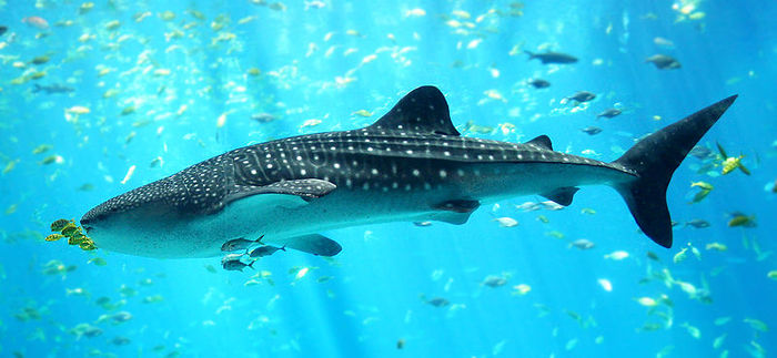 800px-Whale_shark_Georgia_aquarium - Pesti